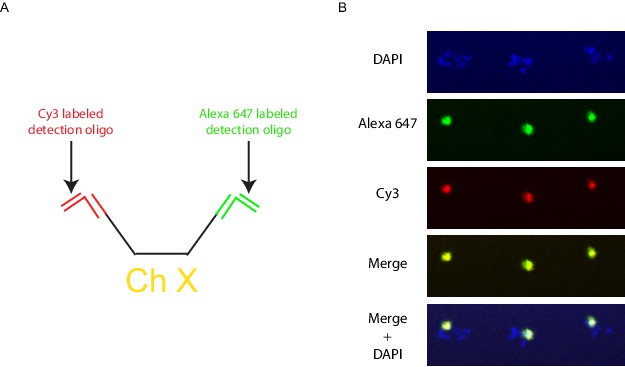 Figure 3—figure supplement 1.