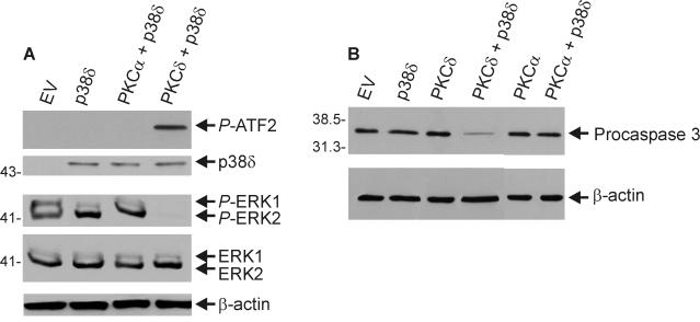 FIG. 12.