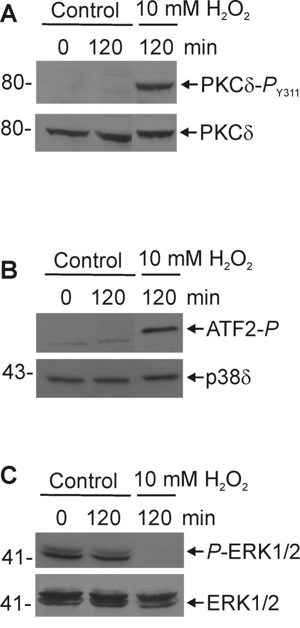 FIG. 15.