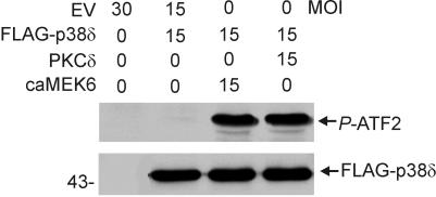 FIG. 5.