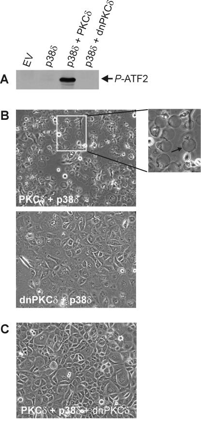 FIG. 10.