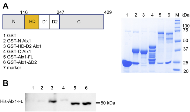 Figure 6