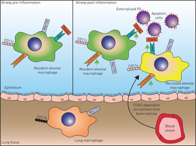 FIGURE 1