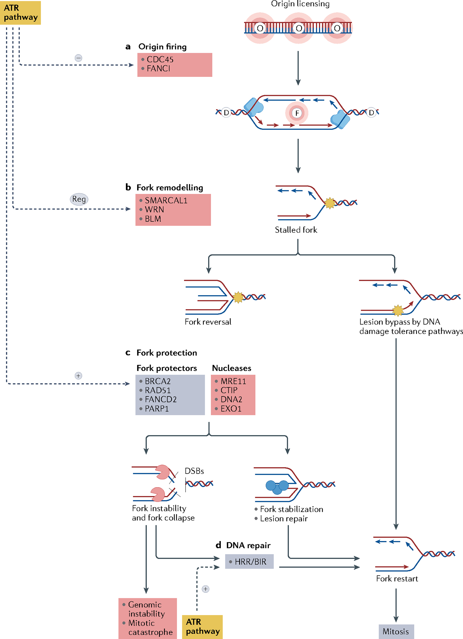 Fig. 3 |