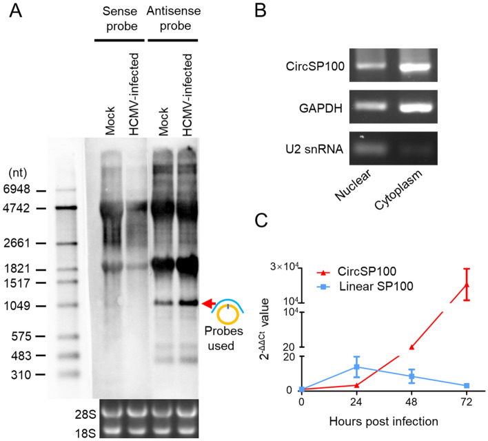 Fig. 4