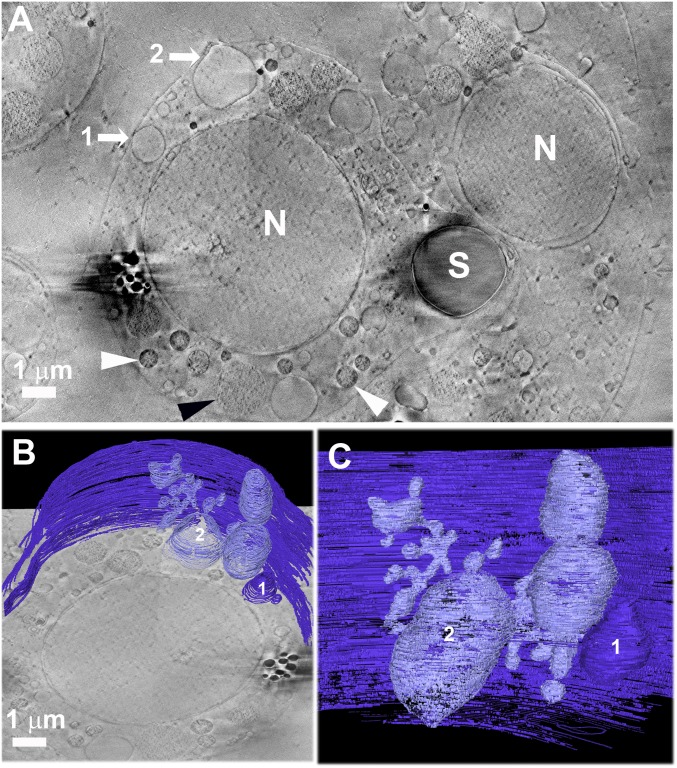 Fig. 6.