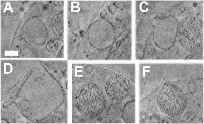 Fig. 5.