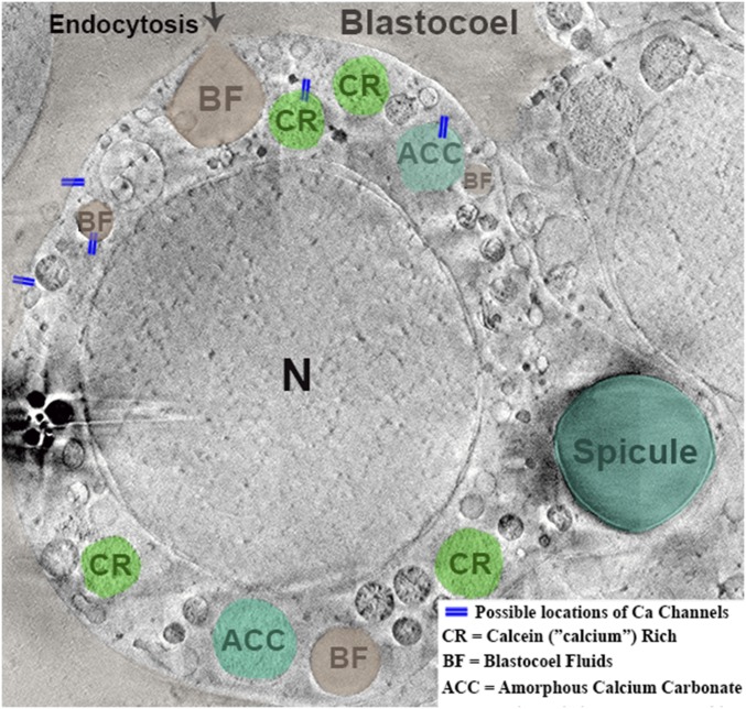 Fig. 7.