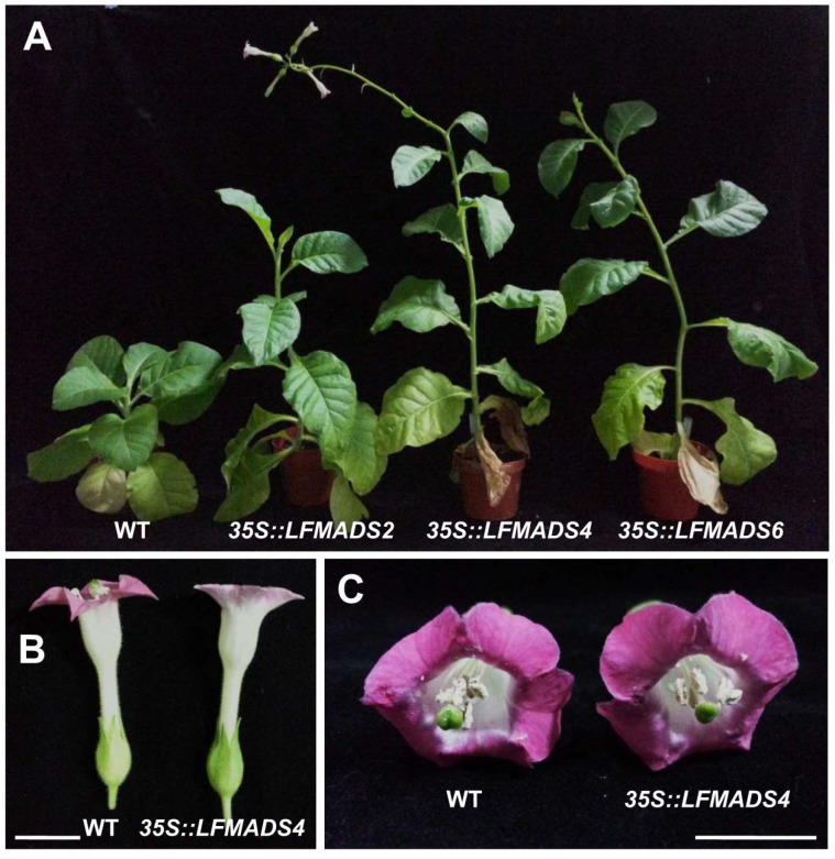 Figure 11