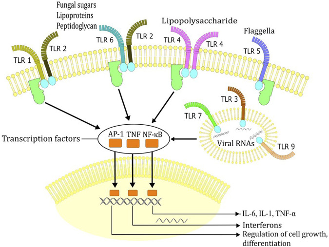 FIGURE 3