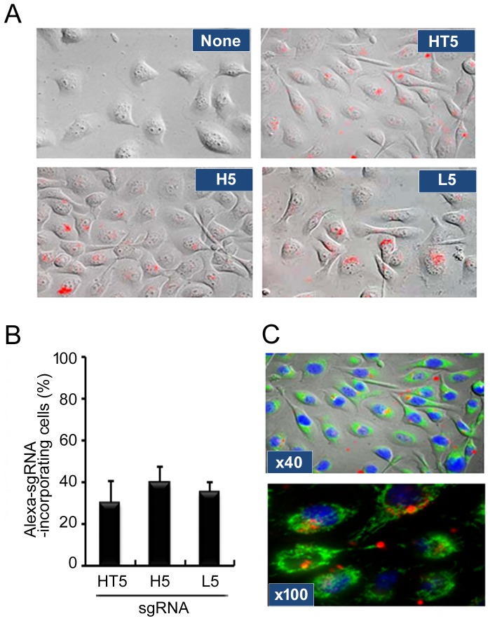 Figure 2