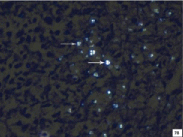 [Table/Fig-7b]: