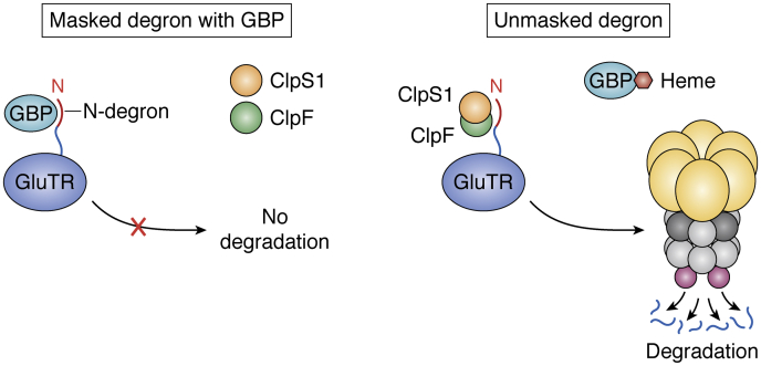 Figure 6