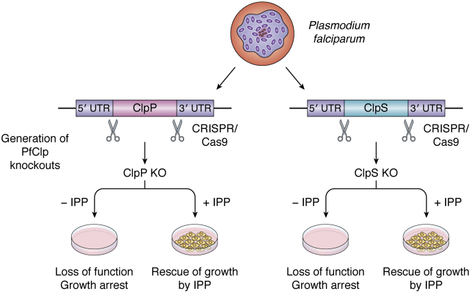 Figure 3