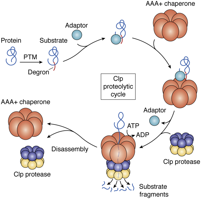 Figure 1