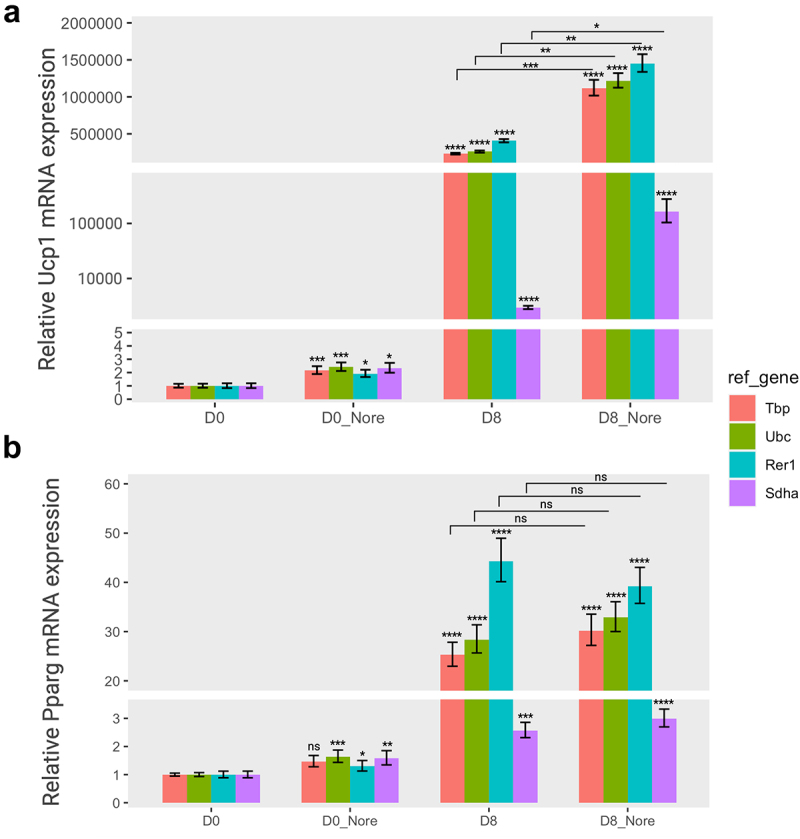 A two-panel bar graph represents the relative expressions of the Ucp1 gene (part A) and Pparg gene (part B) during preadipocyte (day 0) and mature adipocyte (day 8) stages, influenced by the presence or absence of norepinephrine-induced thermogenesis. The gene expression levels are standardized using four reference genes—Tbp, Ubc, Rer1, and Sdha—each distinguished by a unique colour. At day 8, both Ucp1 and Pparg gene expressions exhibit a significant increase, particularly when subjected to norepinephrine treatment. The influence of reference genes on the expression levels of these target genes manifests distinct patterns, reflecting variations in gene stability.