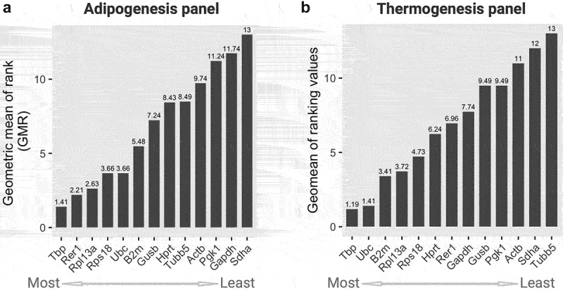 In part A and part B of a two-horizontal bar graph, the Geometric Mean of Rank (GMR) for 13 housekeeping genes is visually presented under adipogenic and thermogenic conditions, respectively. Within each panel, the bars are organized from the most stable (located on the left with a lower GMR) to the least stable (positioned on the right with a higher GMR).