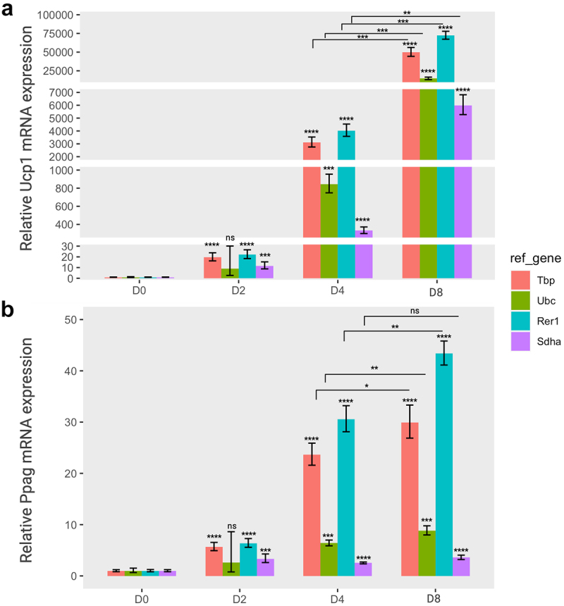 A two-panel bar graph depicts the mRNA expression changes of the Ucp1 gene in part A and the Pparg gene in part B throughout each stage of brown adipocyte differentiation (D0, D2, D4, D8). The gene expression levels are standardized using four reference genes—Tbp, Ubc, Rer1, and Sdha—each represented by a distinct colour. In part A, a noteworthy surge in Ucp1 expression is observed during the later differentiation stages, with variations in presentation depending on the reference gene employed for normalization. Part B also reveals an augmentation in Pparg expression across the differentiation stages, emphasizing the impact of reference gene stability on expression analysis.