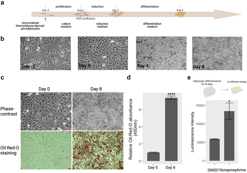 A five-panel image represents the differentiation process of brown adipocytes in vitro. In Part A, a schematic timeline outlines the differentiation protocol from preadipocytes (day -2) to fully differentiated cells (day 8), with specific mediums indicated for each stage. Part B presents phase-contrast images at key stages (day 0, day 2, day 4, and day 8), revealing progressive changes in cell morphology, including lipid droplet accumulation on day 4 and day 8. Part C showcases microscope images of preadipocytes (day 0) and mature adipocytes (day 8), utilizing phase-contrast and Oil-Red-O staining to highlight lipid accumulation in the latter. The quantification graph in Part D depicts the Oil-Red-O absorbance measurement, demonstrating a significant increase in lipid accumulation during adipocyte maturation (day 8) compared to preadipocytes (day 0). Lastly, Part E features bar graphs illustrating enhanced Ucp1 promoter activity in mature adipocytes (day 8) upon norepinephrine stimulation, with notably higher luminescence intensity in the treated cells compared to those treated with DMSO.