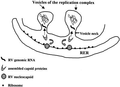 FIG. 5