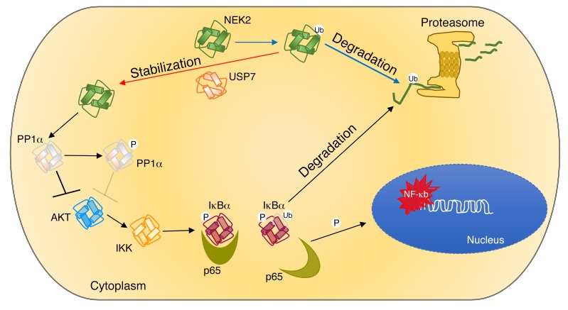 Figure 11