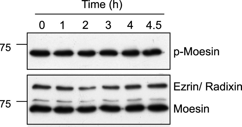 Fig. 8