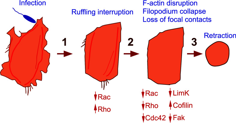 Fig. 11