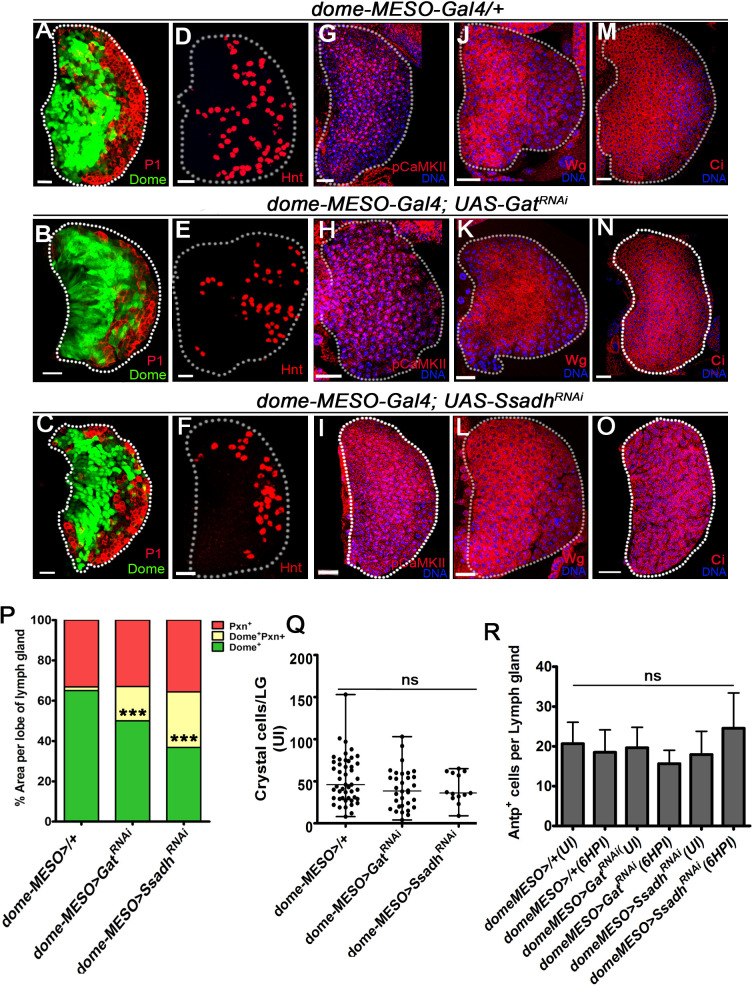 Figure 2—figure supplement 3.