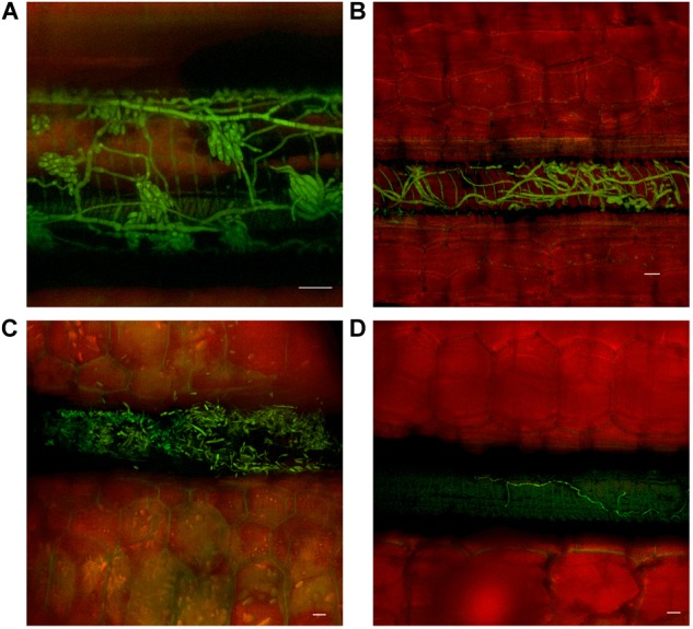 FIGURE 4