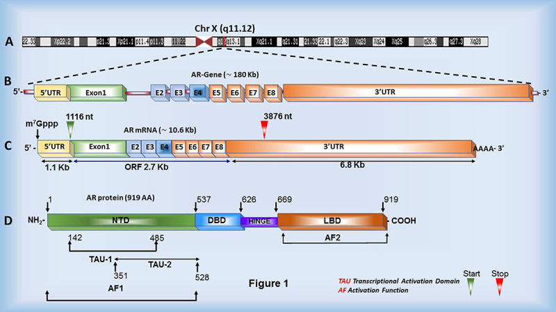 Figure 1.