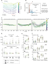 Dorsal-ventral motility and lateral waves after denervation, and serotonergic modulation.