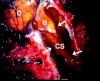 F<sc>ig</sc> 3.