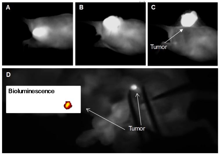 Figure 7