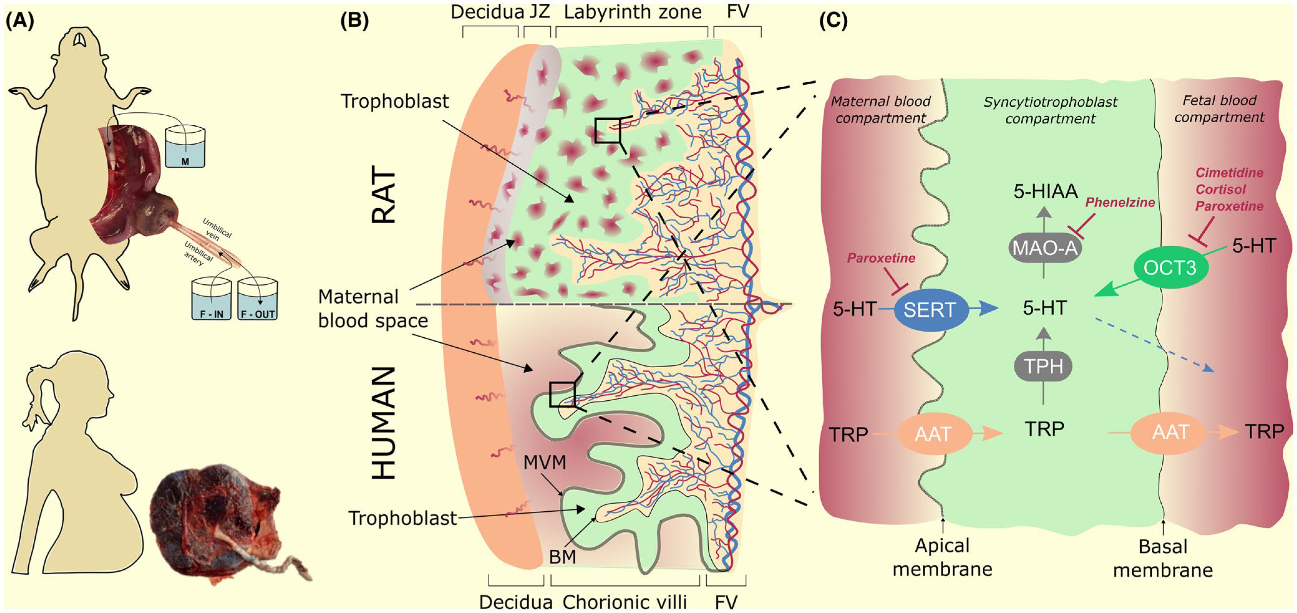 FIGURE 11