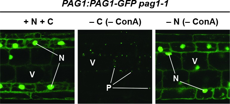 Figure 10—figure supplement 1.