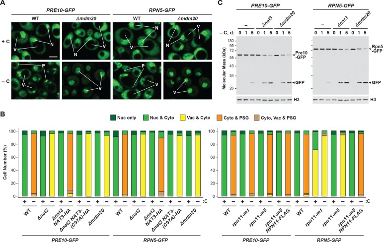 Figure 2—figure supplement 1.