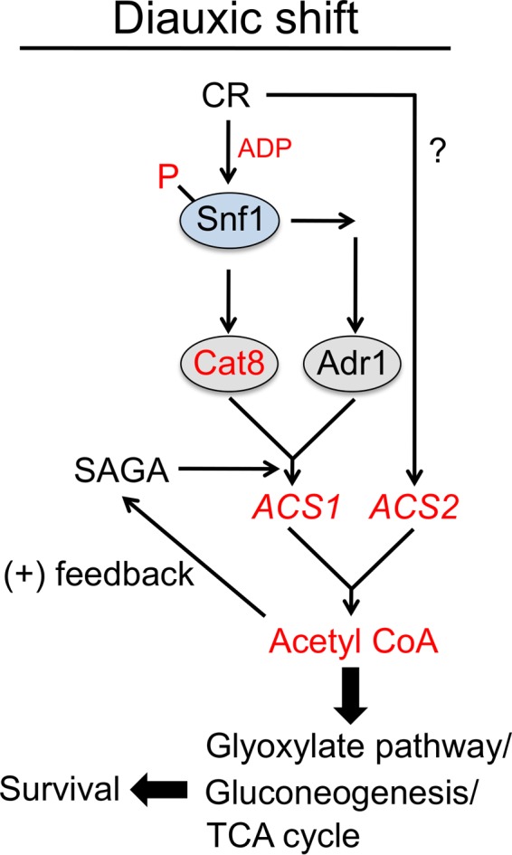 FIG 7