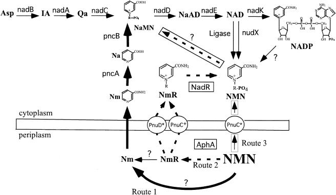 FIG. 1.