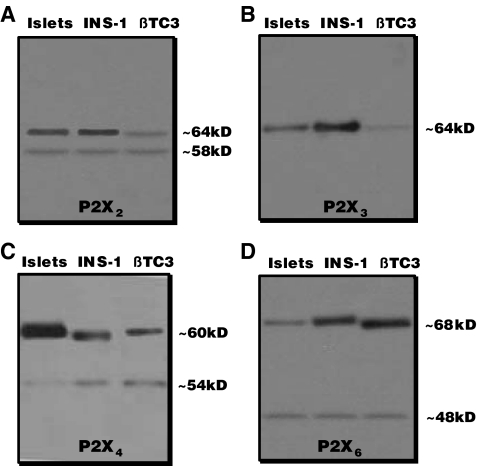 Fig. 5