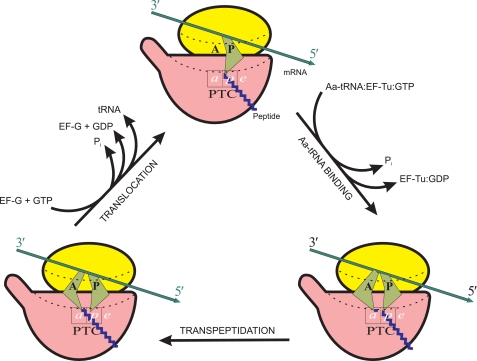 FIGURE 1.