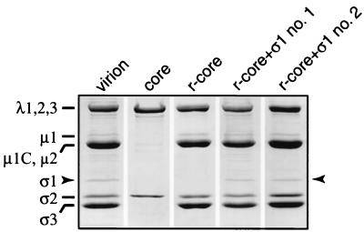 FIG. 1