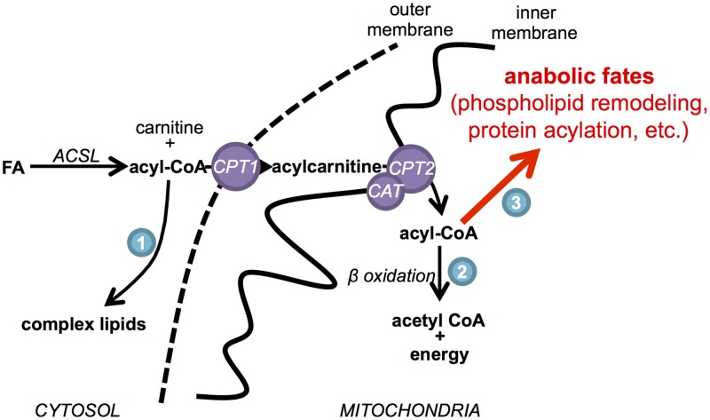 Fig 7