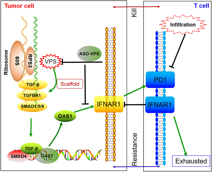 Figure 7—figure supplement 3.