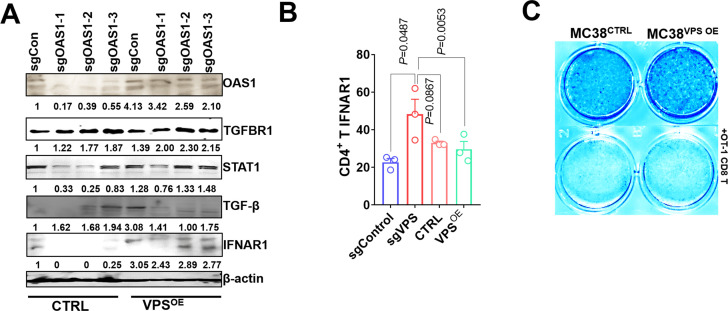 Figure 5—figure supplement 1.