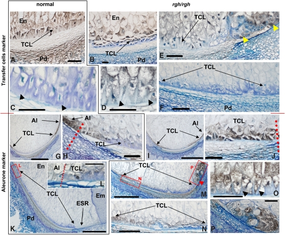 Figure 6.