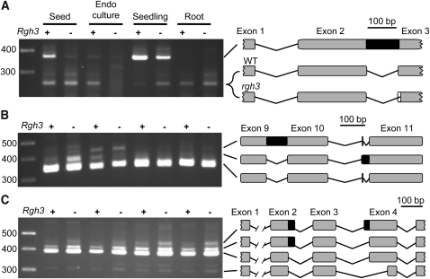 Figure 10.