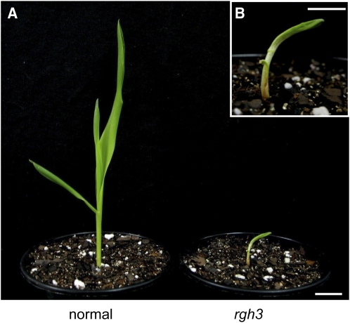 Figure 3.