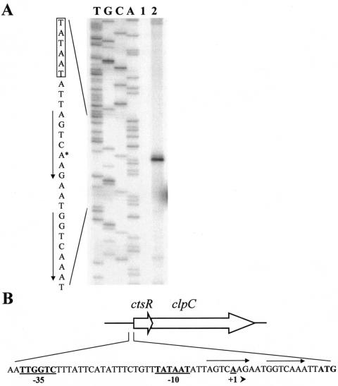 FIG. 1.