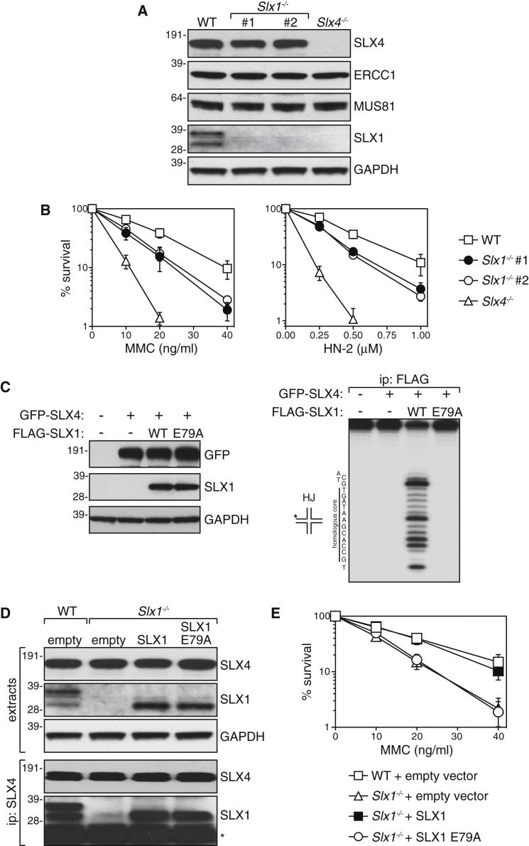 Figure 1