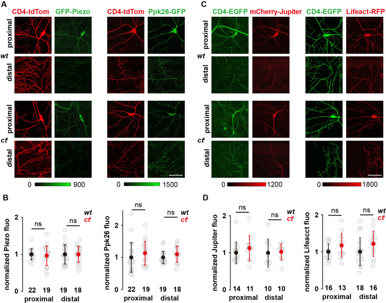 Figure 3—figure supplement 1.